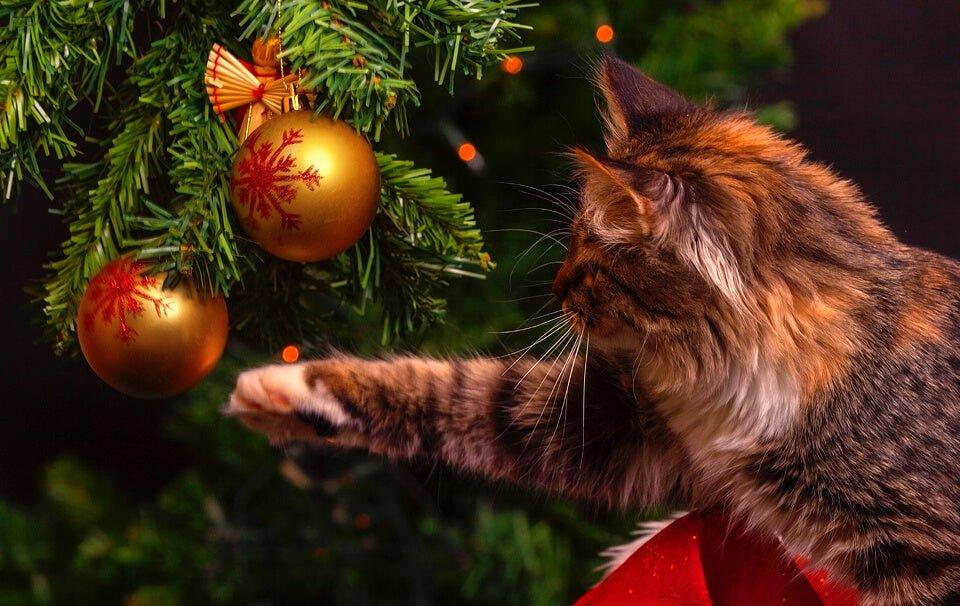 How to cat proof your Christmas tree - AllPetSolutions