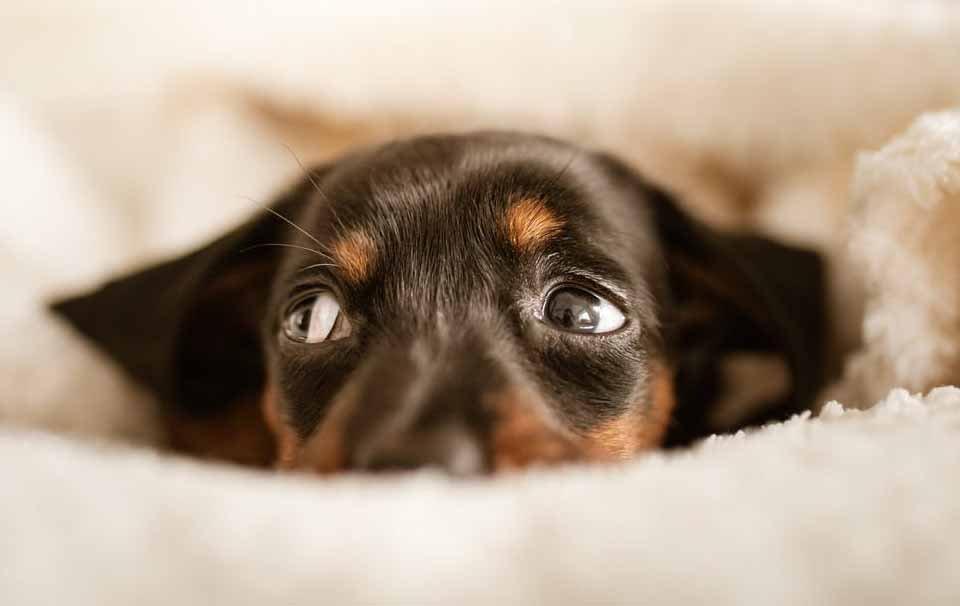 How to Change Puppy Pad Locations Around the House? - AllPetSolutions