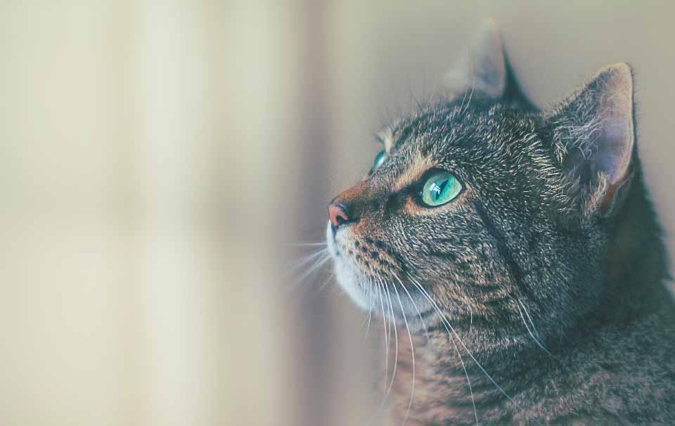 How to Dispose of Cat Litter? - AllPetSolutions