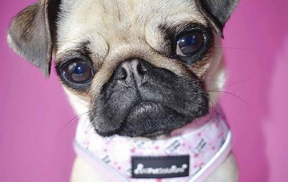 How to Encourage My Dog to Wear a Harness? - AllPetSolutions
