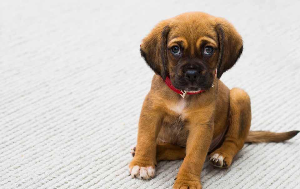 How to Encourage Your Puppy to Stop Using Puppy Pads? - AllPetSolutions