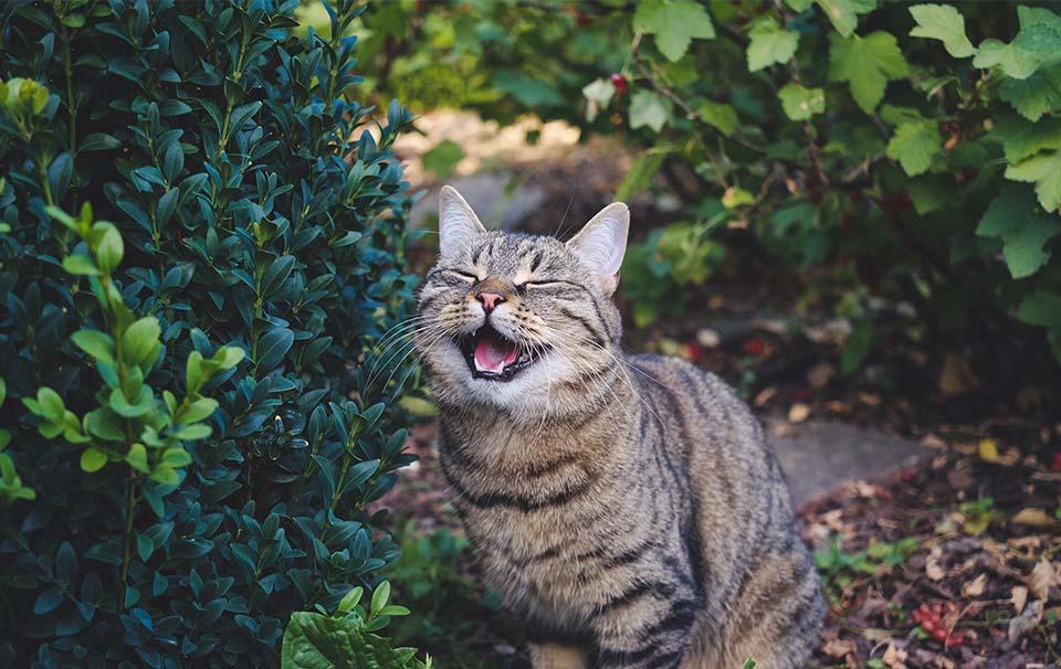 How to Get Your Cat Summer Ready - AllPetSolutions