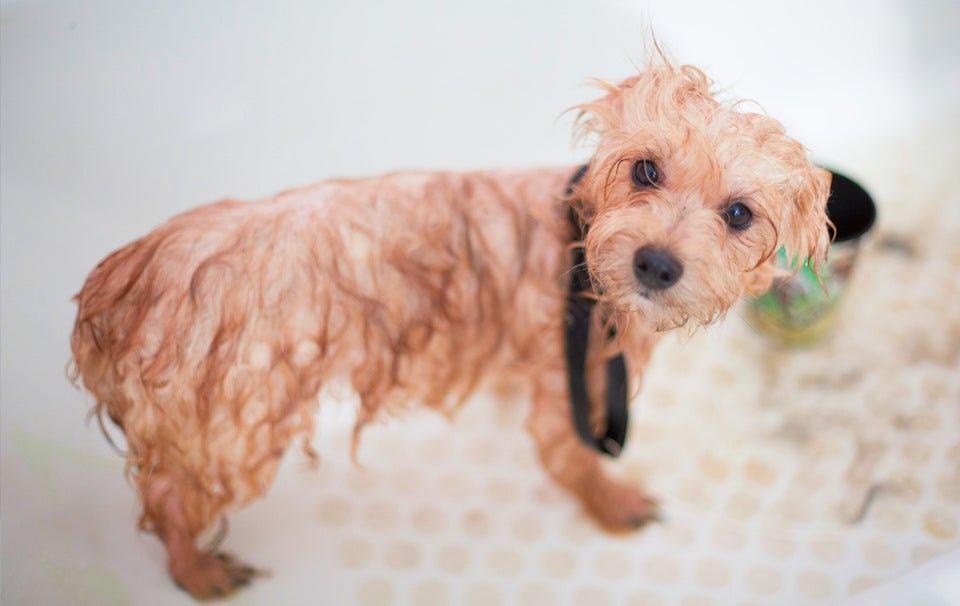 How To Groom your Dog at Home - AllPetSolutions