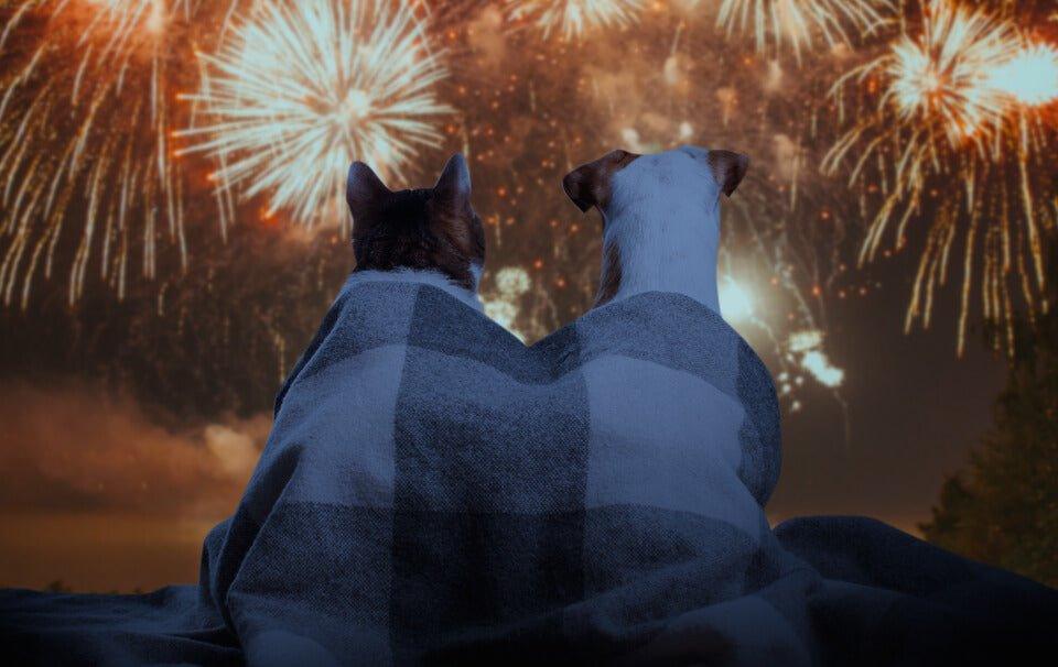 How to Keep Your Pets Safe During Fireworks - AllPetSolutions