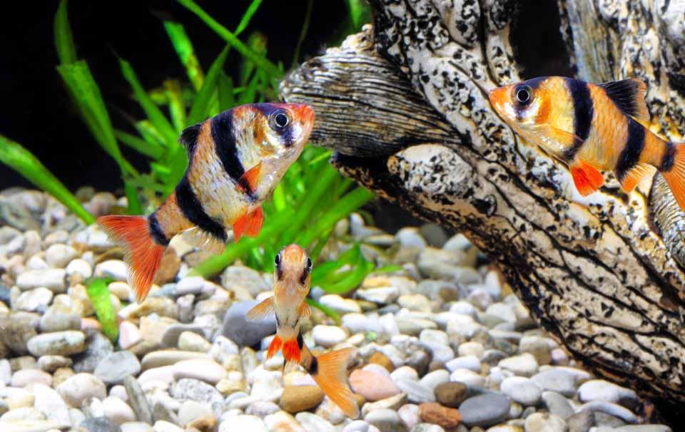 How to Know if Your Tropical Fish are Compatible - AllPetSolutions