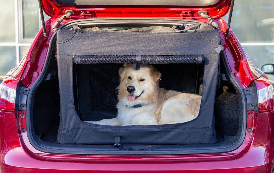 How to make your car pet friendly - AllPetSolutions