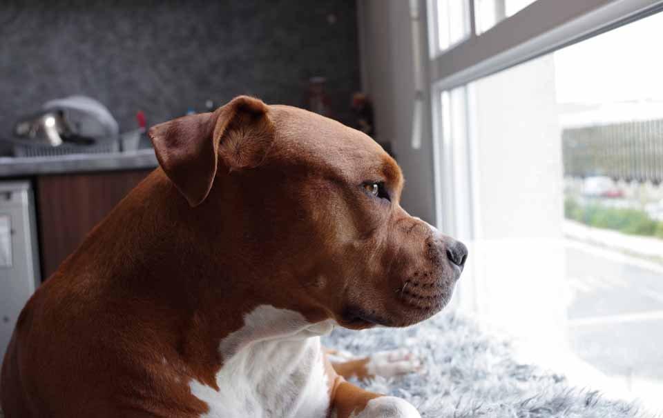 How to Manage Your Dog's Separation Anxiety - AllPetSolutions