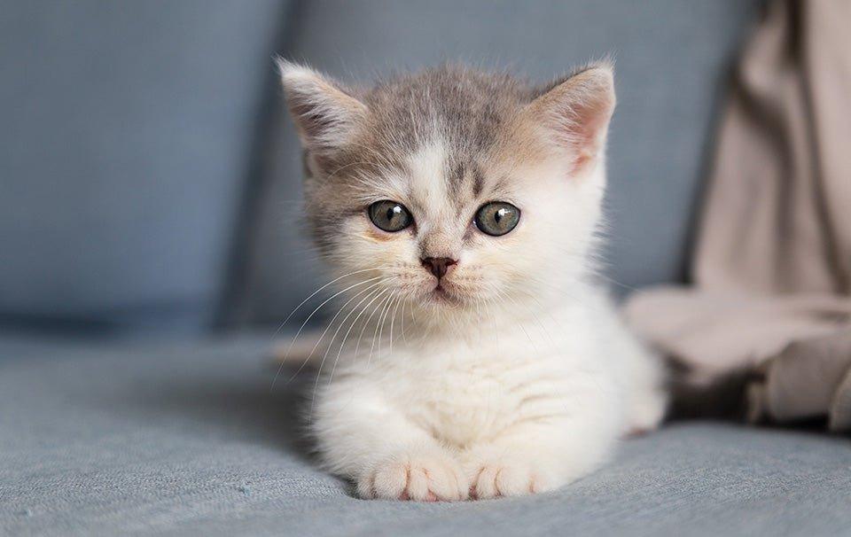 How to Prepare for Your Cat's First Few Days - AllPetSolutions