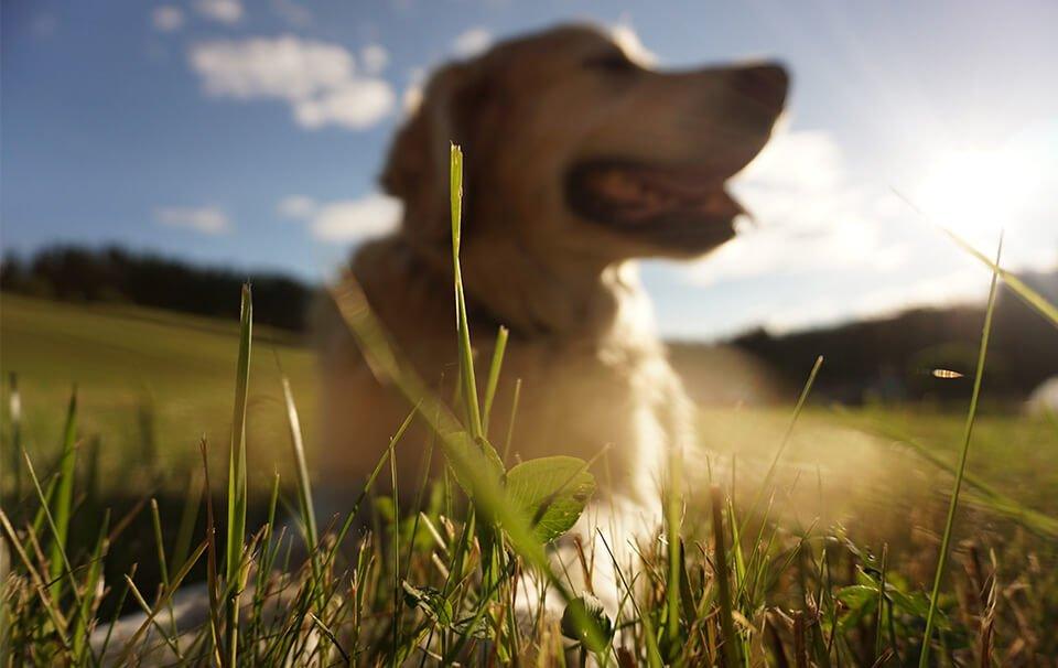 How to Protect Your Dog From the Sun? - AllPetSolutions