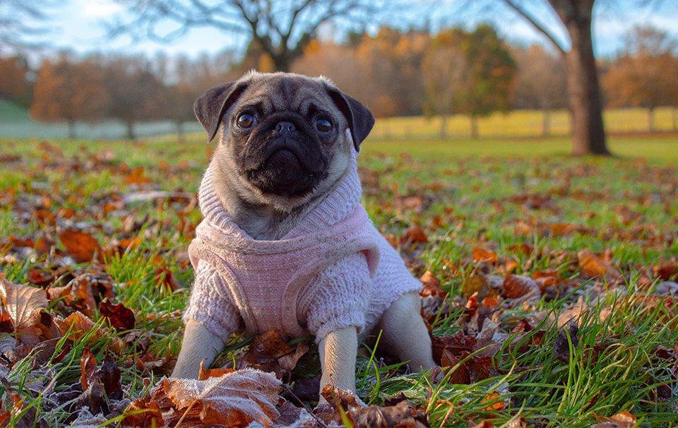 How to Protect Your Pet From the Colder Weather - AllPetSolutions