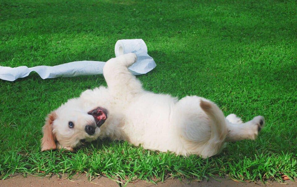 How to stop a puppy from chewing - AllPetSolutions