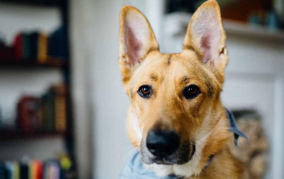 How To Treat Ear Disease in Dogs - AllPetSolutions