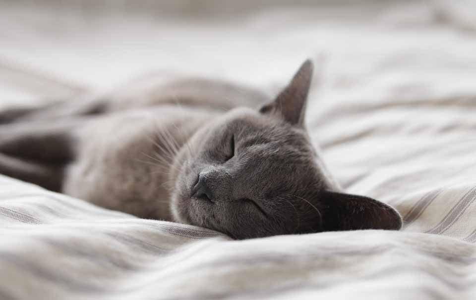 Is it Bad to Sleep Next to Your Cat? - AllPetSolutions