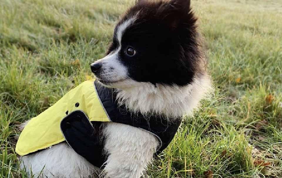 Is My Dog Warm Enough When Walking? - AllPetSolutions