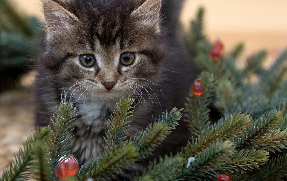 Keep Your Cat Safe During Christmas - AllPetSolutions