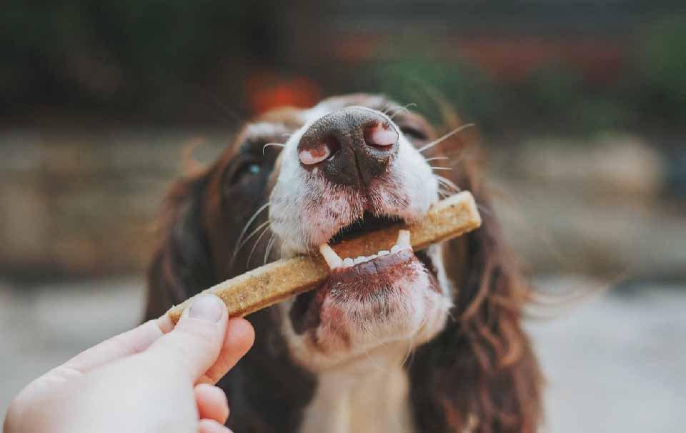 Let's Celebrate National Dog Biscuit Day! - AllPetSolutions