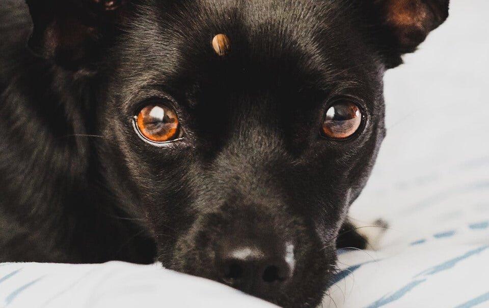 Lyme disease in dogs - symptoms, prevention, treatment - AllPetSolutions