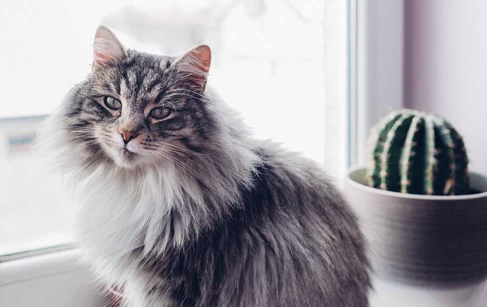 Maintaining a Healthy Coat on Your Cat - AllPetSolutions