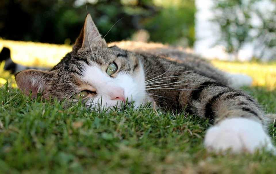 Managing Your Cat's Weight - AllPetSolutions
