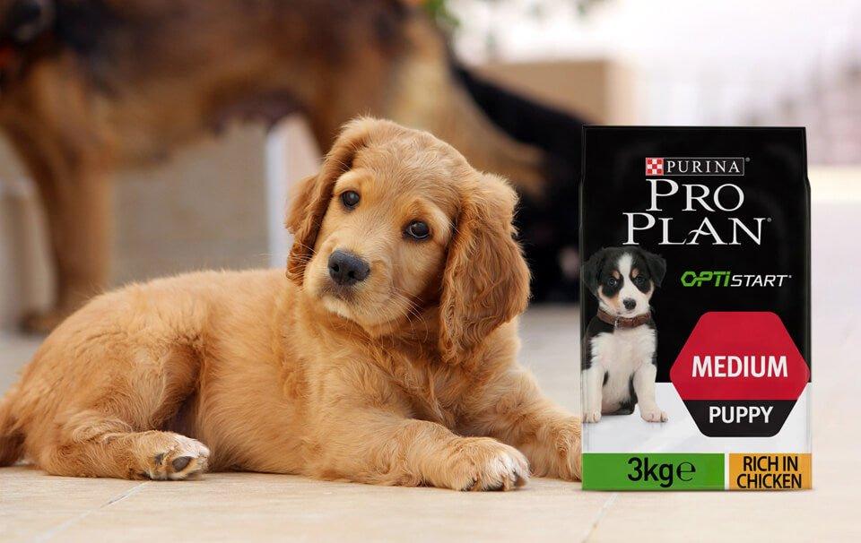 New Purina PRO PLAN Dog Food at All Pet Solutions - AllPetSolutions