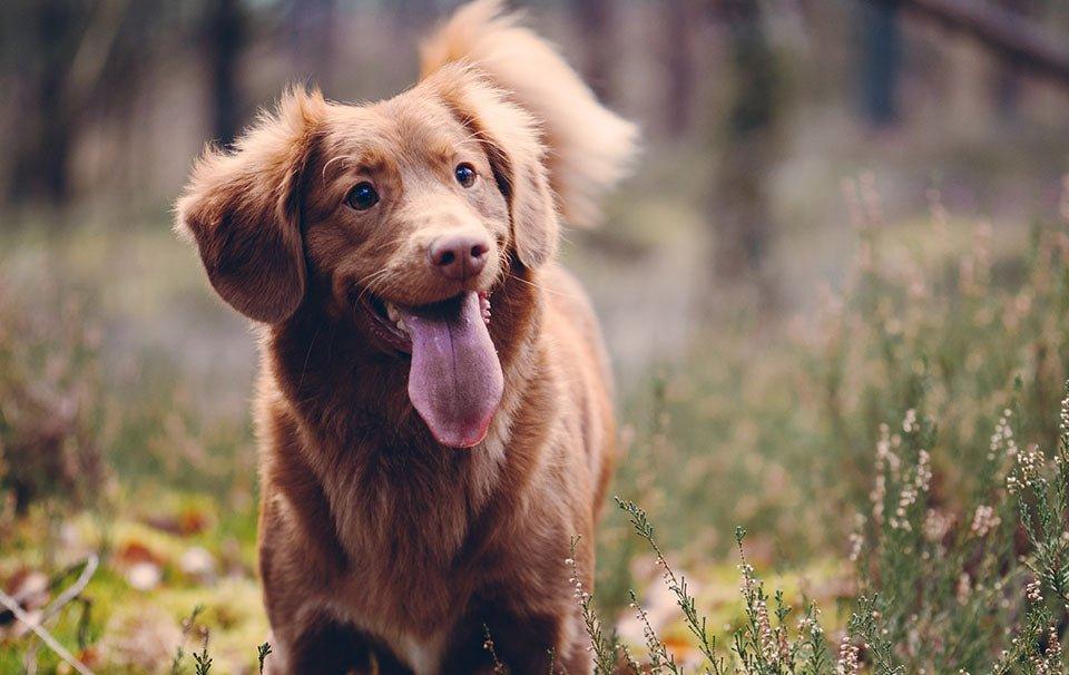 Poisonous Plants to Watch Out for on Your Daily Dog Walk - AllPetSolutions