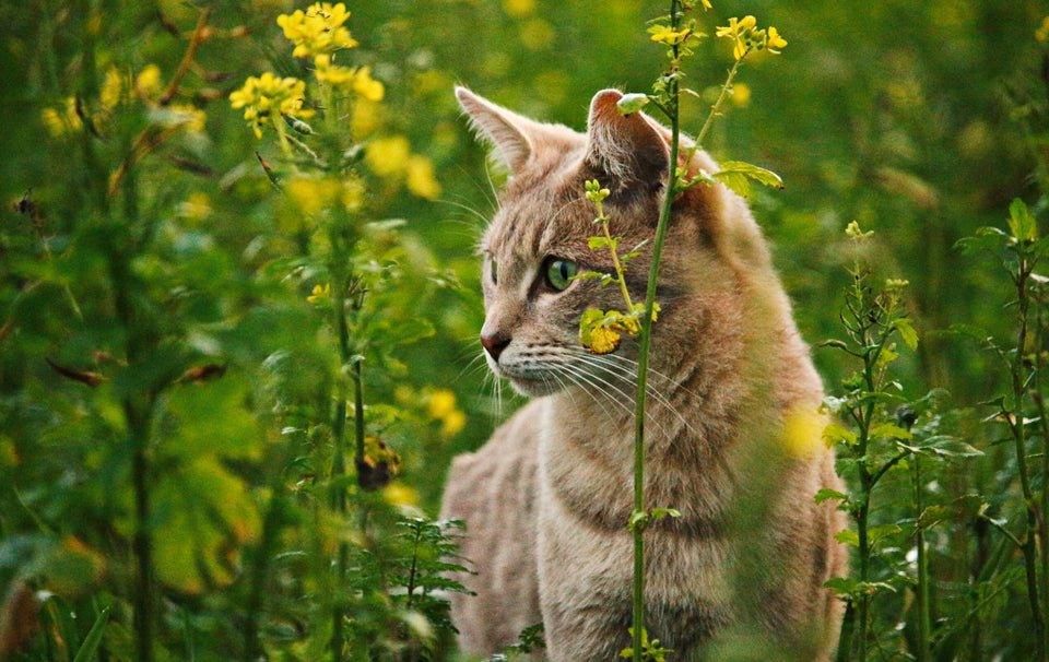 Popular Plants & Flowers That Are Poisonous to Cats - AllPetSolutions