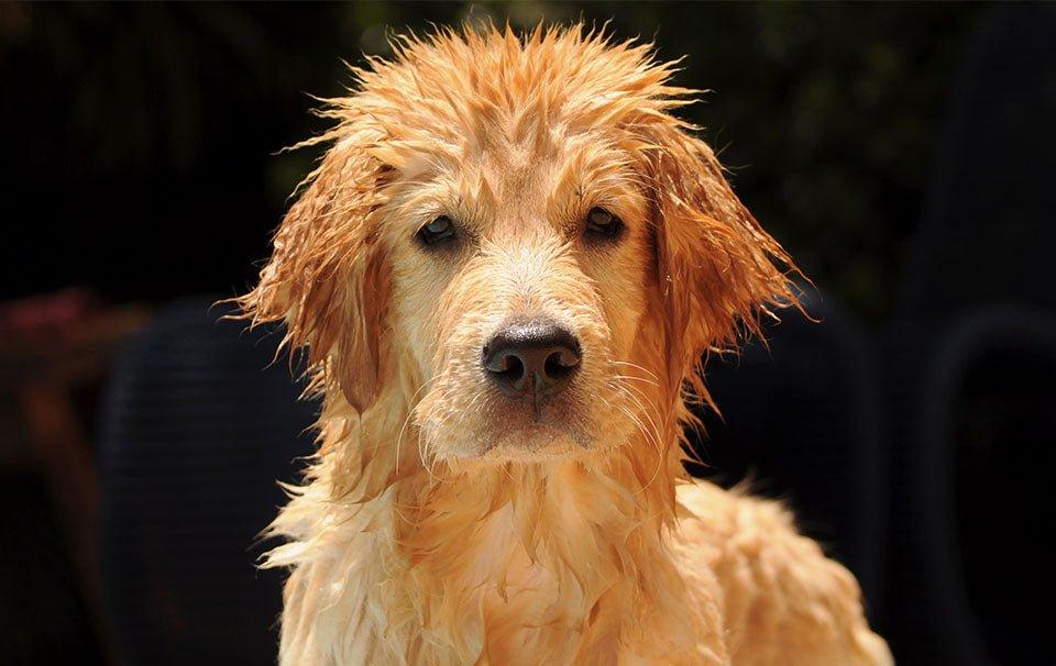 Rainy Day Dog Walking Essentials - AllPetSolutions