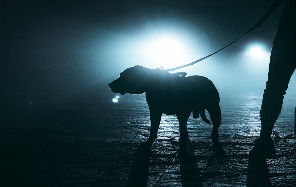Safety Tips for Night-time Dog Walks – AllPetSolutions