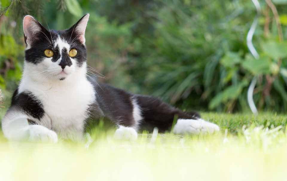 Should Cats Wear Collars? - AllPetSolutions