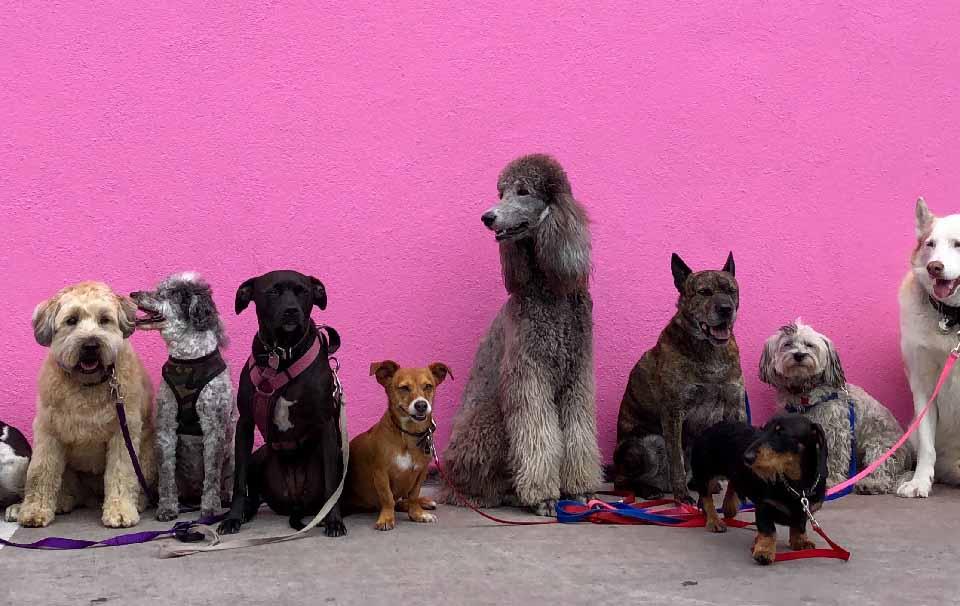 Should I Hire a Dog Walker Now I'm Going Back to Work? - AllPetSolutions