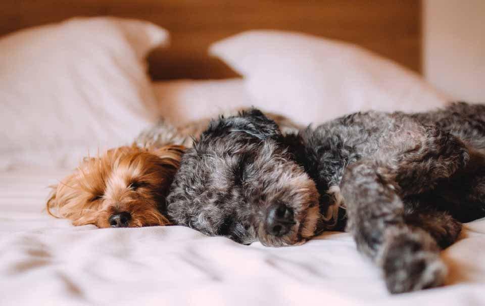 Should I Use Puppy Pads at Night? - AllPetSolutions