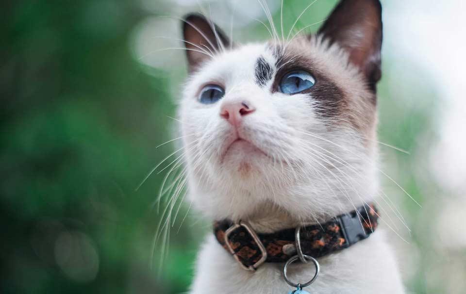 Should my cat wear a cat collar? - AllPetSolutions