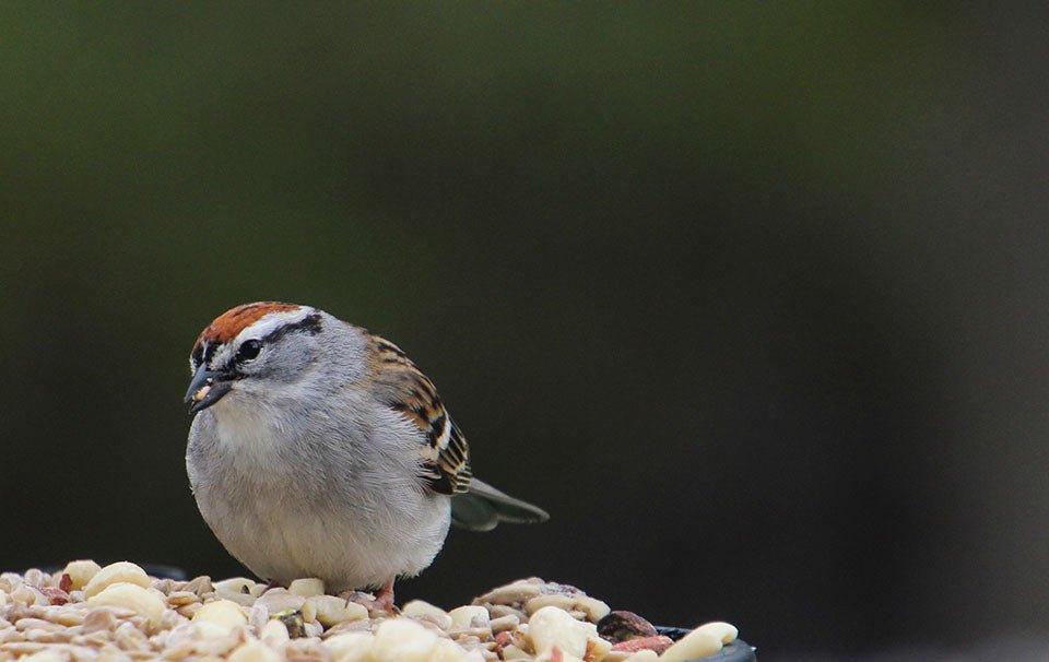 Should You Start Feeding Birds in Autumn? - AllPetSolutions
