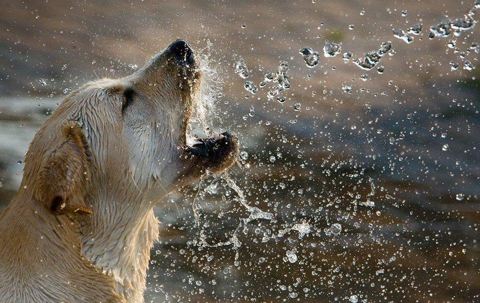 Steps for Cooling Down Your Dog this Summer - AllPetSolutions