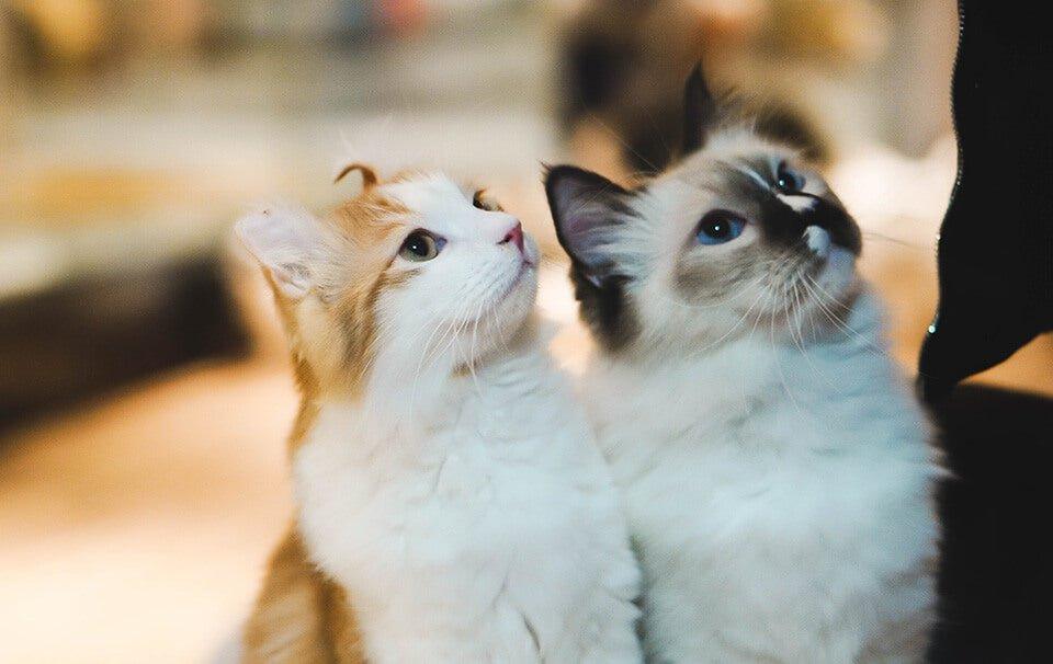 Top 10 Cat Names 2022 - Girl & Boy! - AllPetSolutions