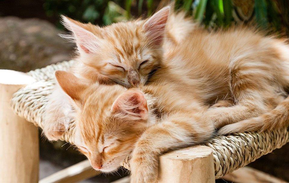 Top 10 Cat Names 2023 - Girl & Boy! - AllPetSolutions