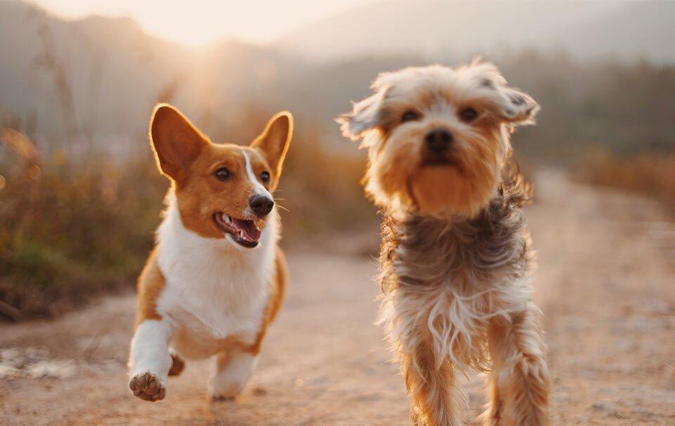 Top 10 Dog Names 2022 - Girl & Boy! - AllPetSolutions