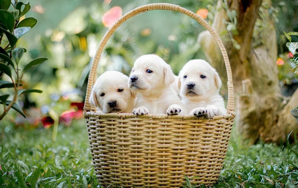 Top 10 Dog Names 2023 - Girl & Boy! - AllPetSolutions