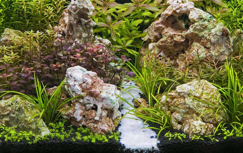 Top Five Aquarium Plants for Beginners - AllPetSolutions