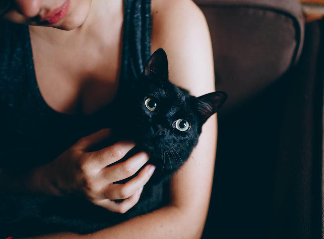 Top Ten Reasons To Adopt A Black Cat - AllPetSolutions