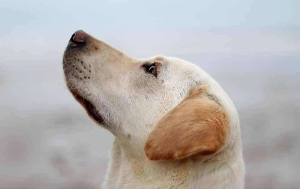 Ways to Celebrate International Guide Dog Day - AllPetSolutions