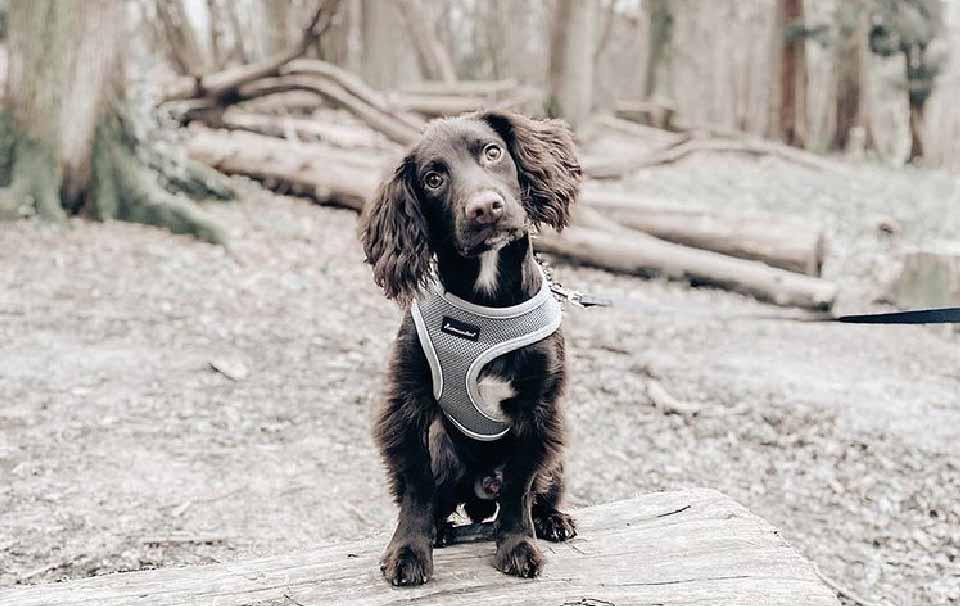 What Clothing Do I Need for a Dog? - AllPetSolutions