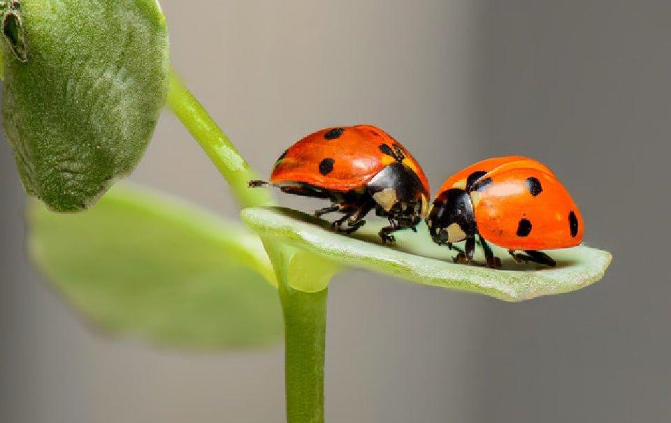 What Does a Bug Hotel Do? - AllPetSolutions