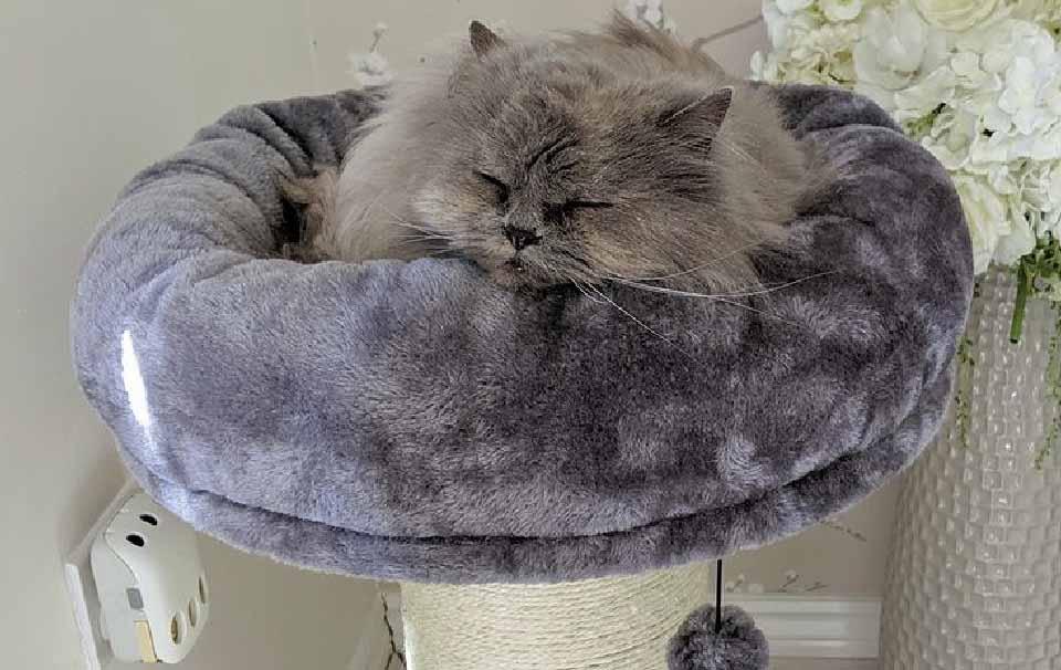 What is the Best Cat Tower to Buy? - AllPetSolutions
