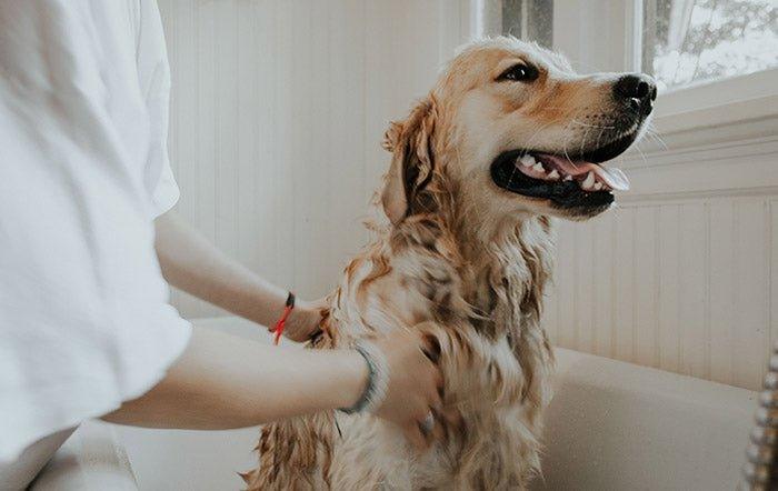 What is the Best Shampoo for my Dog's Coat? - AllPetSolutions