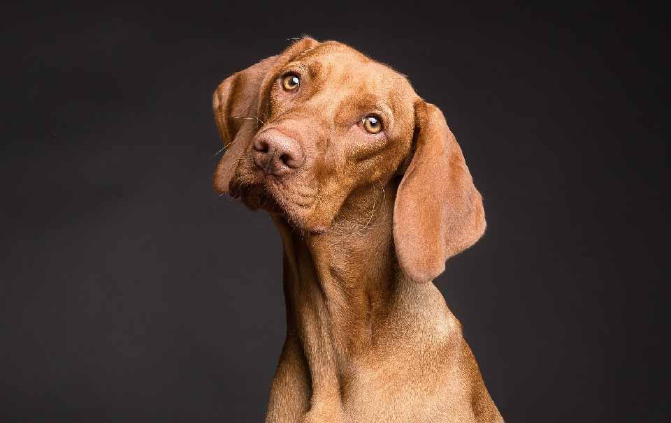 What is the Proper Height for a Dog Bowl? - AllPetSolutions