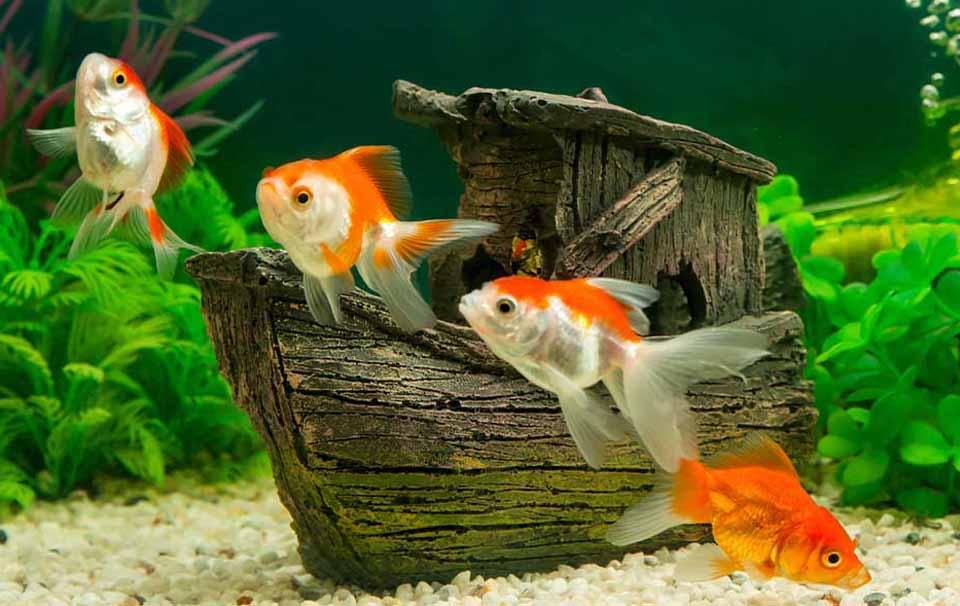 What's The Best Aquarium Filter For My Fish Tank? - AllPetSolutions