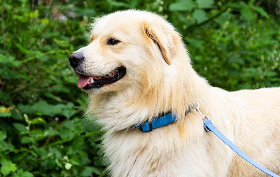 What's the better choice for my dog: harness, neck or head collar? - AllPetSolutions