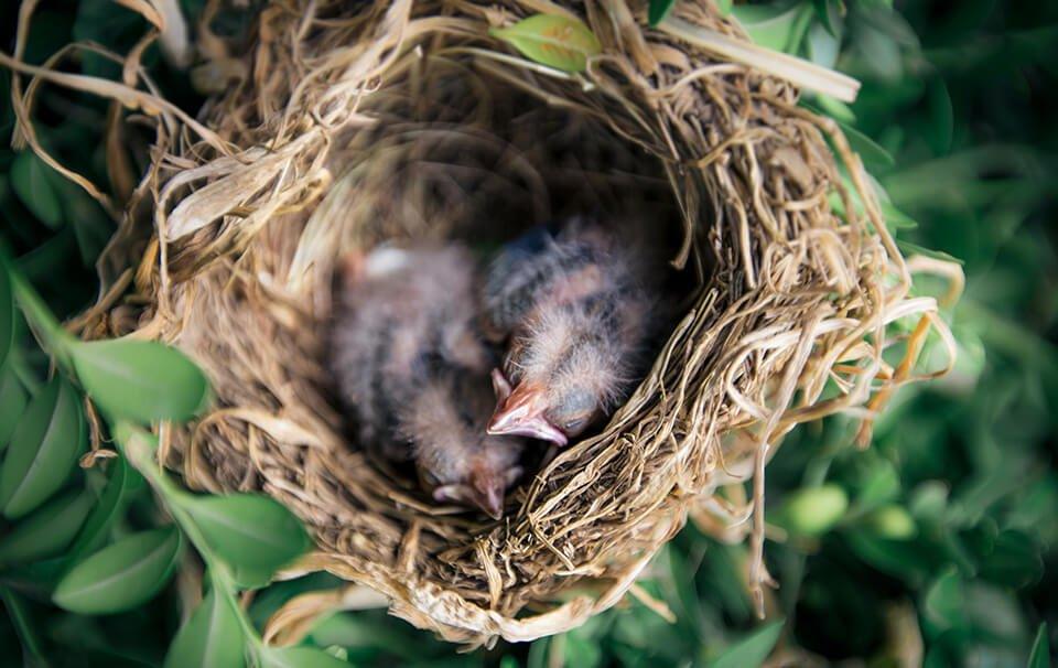 When is the Wild Bird Nesting Season? - AllPetSolutions