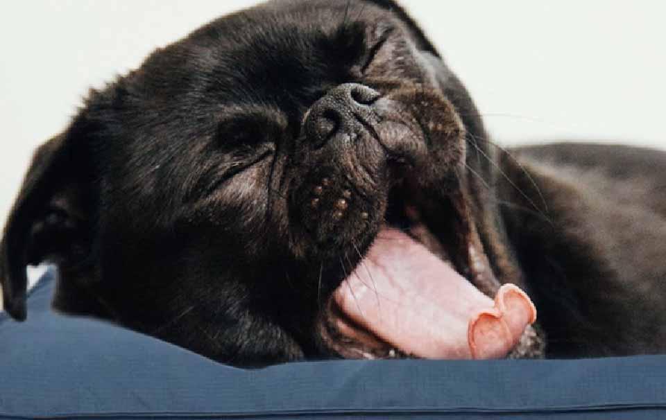 Where Should a New Puppy Sleep Overnight? - AllPetSolutions